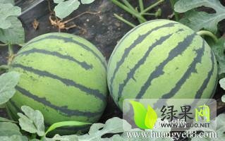 2013年辽宁新民西瓜价格