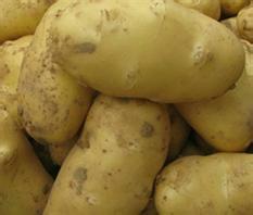 辽宁凌海荷兰十五：建业乡倪宝军