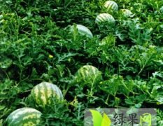 湖北钟祥有籽圆花瓜：官庄湖唐开胜