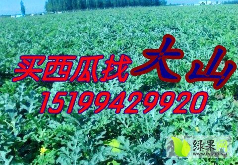 安农二号价格