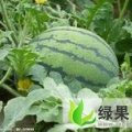吉林榆树地雷瓜：榆树市赵忠君