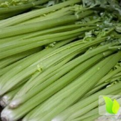 甘肃安定高原夏菜马上上市