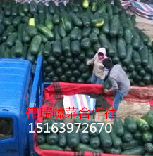 山东郯城子弹头黑皮冬瓜6月中旬开始上市