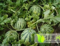 辽宁黑山京欣：半拉门纪宏大