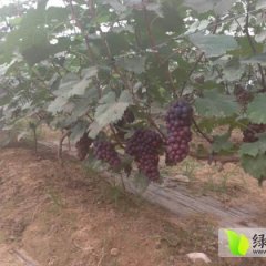 安徽萧县夏黑葡萄价格电议