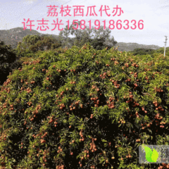 广东阳西玉荷包荔枝大量上市中