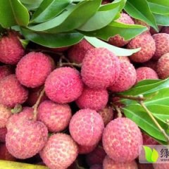 广东阳西玉荷包荔枝最新价格