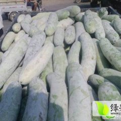 河南中牟棒槌冬瓜今日价格0.19-0.22元/斤