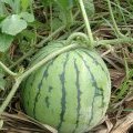 江苏新沂今年的花皮无籽西瓜非常甜 很畅销