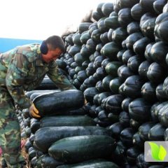 湖北嘉鱼冬瓜产地代销代购潘湾镇叶涛