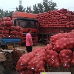 山东惠民红皮洋葱产地价格行情
