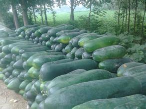 山东郯城黑皮冬瓜：红花乡张永亮