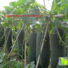 广东清城黑优大冬瓜大量上市