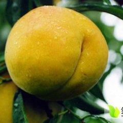 供应山东临沂优质各类桃个头大耐储存运输量大