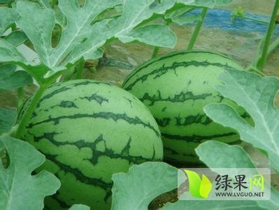 2014年陕西大荔汇龙价格