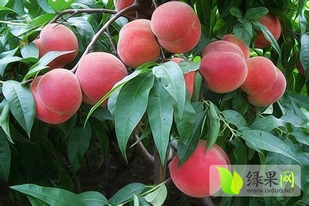 2014年陕西大荔沙红桃价格