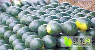 陕西黑美人西瓜西瓜产地量大 价格可商议