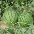 上海出售大量8424西瓜 价格行价