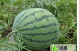 辽宁凌海京欣：右卫韩宇