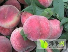 陕西大荔郑三毛桃现在价格1.4元/斤