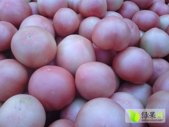 2014年河南中牟维迪价格