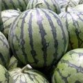 钟祥8424西瓜 0.2-0.6大量批发