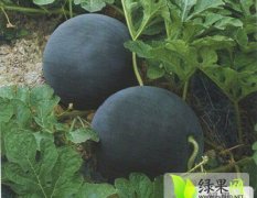 湖北荆州区无籽西瓜价格便宜