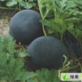 湖北荆州区无籽西瓜价格便宜