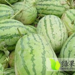 陕西大荔长花瓜可以开始装货了