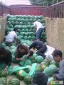 陕西大荔京欣：范家镇李嘉斌