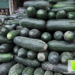 河南修武子弹头黑皮冬瓜：张延陵张先生