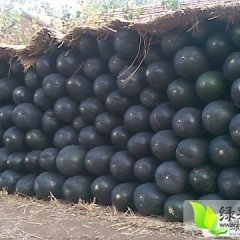 河南修武铁冠军冬瓜：高村乡周女士