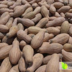 湖北嘉鱼金韩密本南瓜优质产地