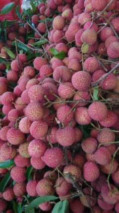 广东阳西玉荷包荔枝大量上市中