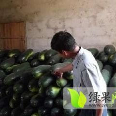 河南沁阳铁冠军冬瓜生产出口基地