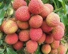 肉荷包价格