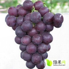 浙江慈溪巨峰葡萄月底上市