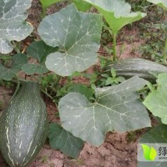 江西九江县黑皮南瓜：新洲垦殖场龚敬群