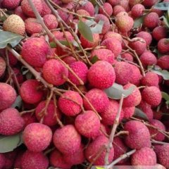 广东阳西玉荷包：上洋镇叶班