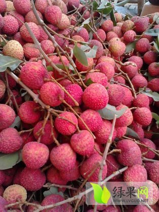 2014年广东阳西玉荷包价格