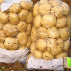 辽宁新民早大白土豆上市 价格合理