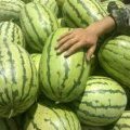甘肃靖远金城5号：高湾乡小陈
