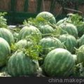 陕西大荔京欣西瓜现在价格偏低 欲购从速