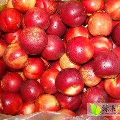 山西临猗春雪桃上市货源充足