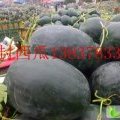 河南开封杏花营黑金刚西瓜大量上市