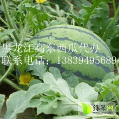 黑龙江北林8424西瓜7月开始大量供应