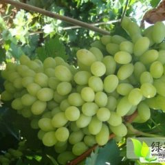 河北饶阳维多利亚、红无核、乒乓球、小无核葡萄上市