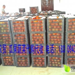 2014年高档硬果粉红西红柿大量上市