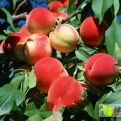 山东蒙阴蒙阴蜜桃大量供应