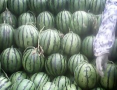 山东平度863西瓜熟了